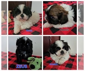 Shih Tzu Litter for sale in GRANGERLAND, TX, USA