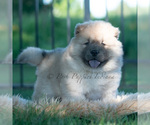 Small Photo #26 Chow Chow Puppy For Sale in WARSAW, IN, USA