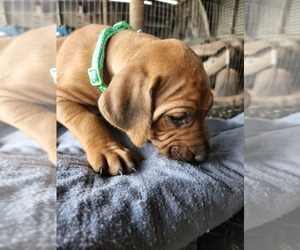 Rhodesian Ridgeback Puppy for sale in LOCKHART, TX, USA