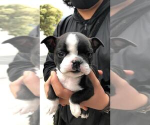 Boston Terrier Puppy for sale in DANBURY, CT, USA
