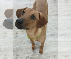 Professor Red - Male Labrador Retriever-Unknown Mix Dog for Adoption - Photo #14