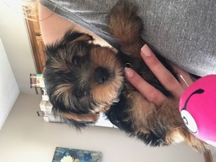 Yorkshire Terrier Puppy for sale in KANSAS CITY, MO, USA