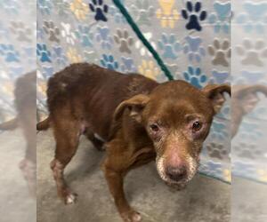 Chihuahua-Unknown Mix Dogs for adoption in Rosenberg, TX, USA