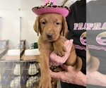 Small Photo #4 Labrador Retriever Puppy For Sale in GORDONSVILLE, VA, USA