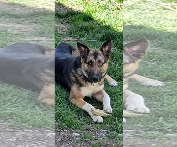 Medium Photo #1 German Shepherd Dog-Unknown Mix Puppy For Sale in pomfret, CT, USA