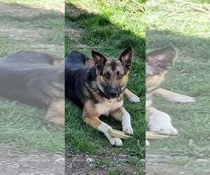 German Shepherd Dog-Unknown Mix Dogs for adoption in pomfret, CT, USA