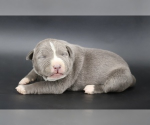 American Bully Puppy for sale in CHAMPAIGN, IL, USA
