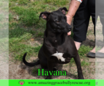Small #2 Labrador Retriever Mix
