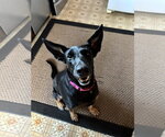Small #5 Doberman Pinscher-German Shepherd Dog Mix