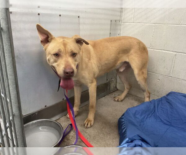 Medium Photo #1 German Shepherd Dog-Unknown Mix Puppy For Sale in San Bernardino, CA, USA