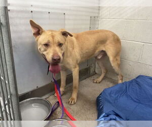 German Shepherd Dog-Unknown Mix Dogs for adoption in San Bernardino, CA, USA