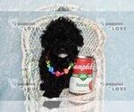Small #8 Poodle (Toy)