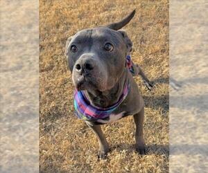 Mutt Dogs for adoption in Tulsa, OK, USA