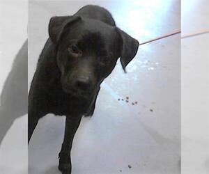 Labrador Retriever Dogs for adoption in Fayetteville, NC, USA