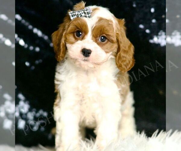 Medium Photo #2 Cavapoo Puppy For Sale in WARSAW, IN, USA