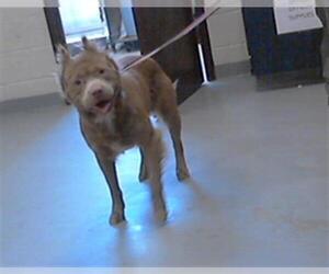 American Pit Bull Terrier-Unknown Mix Dogs for adoption in Fayetteville, NC, USA