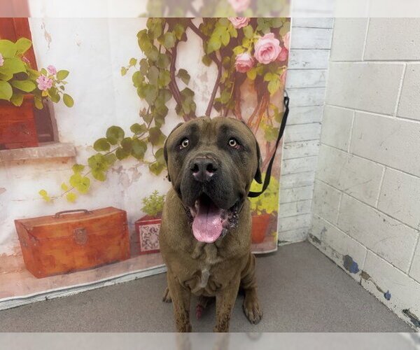 Medium Photo #1 Mastiff Puppy For Sale in San Bernardino, CA, USA