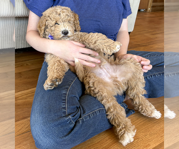 Medium Photo #1 Goldendoodle (Miniature) Puppy For Sale in ROY, UT, USA