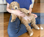 Small Goldendoodle (Miniature)