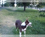 Small Photo #1 Border Collie Puppy For Sale in NEWPORT BEACH, CA, USA