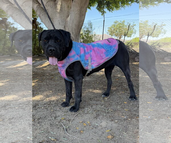Medium Photo #3 Mutt Puppy For Sale in Goodyear, AZ, USA