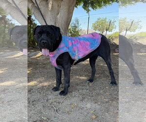 Beauty - Female Mutt Dog for Adoption - Photo #3