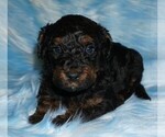 Image preview for Ad Listing. Nickname: black phantom