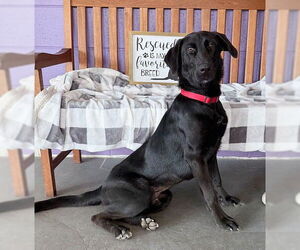 Medium Labrador Retriever Mix