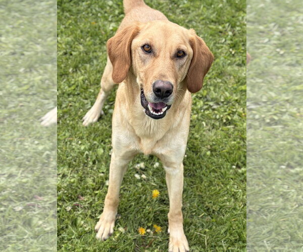 Medium Photo #3 Labrador Retriever-Unknown Mix Puppy For Sale in Jefferson, WI, USA
