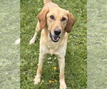 Small #2 Labrador Retriever Mix
