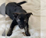 Small Mutt