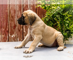 Small #2 Mastiff