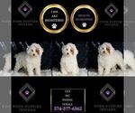 Small Photo #13 Poodle (Miniature) Puppy For Sale in WARSAW, IN, USA