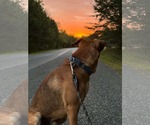 Small Photo #10 Feist Terrier-Unknown Mix Puppy For Sale in Rustburg, VA, USA
