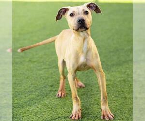 Mutt Dogs for adoption in Camarillo, CA, USA