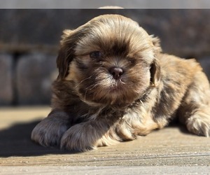 Shih Tzu Puppy for sale in CARLYLE, IL, USA
