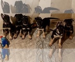 Small Photo #11 German Shepherd Dog Puppy For Sale in OAKDALE, MN, USA