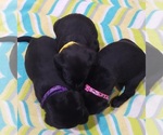 Small Photo #93 Labrador Retriever Puppy For Sale in OLYMPIA, WA, USA