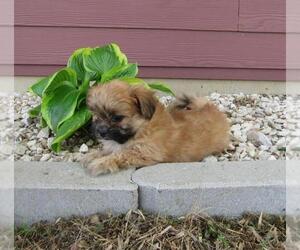 Pomeranian Dog for Adoption in LE MARS, Iowa USA