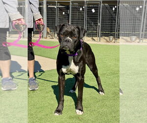 Boxer Dogs for adoption in Austin, TX, USA