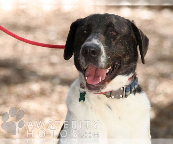 Medium Photo #21 Labrador Retriever-Unknown Mix Puppy For Sale in Rockaway, NJ, USA