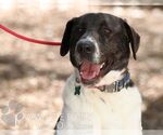 Small #20 Labrador Retriever Mix