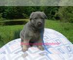 Small #6 German Shepherd Dog