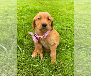 Golden Retriever Puppy for sale in NOVI, MI, USA