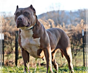 Mother of the American Bully puppies born on 02/26/2022