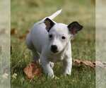 Iriel - Female Jackshund Dog for Adoption - Small photo