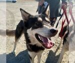 Small #4 Huskies  Mix