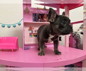 French Bulldog Puppy for sale in MORENO VALLEY, CA, USA