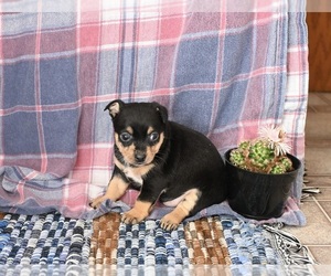Chihuahua Puppy for sale in MOUNT VERNON, OH, USA