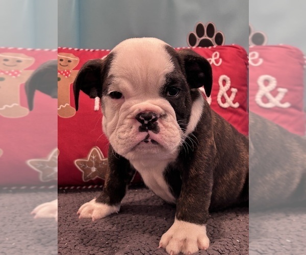 Medium Photo #8 Bulldog Puppy For Sale in BOWLING GREEN, KY, USA